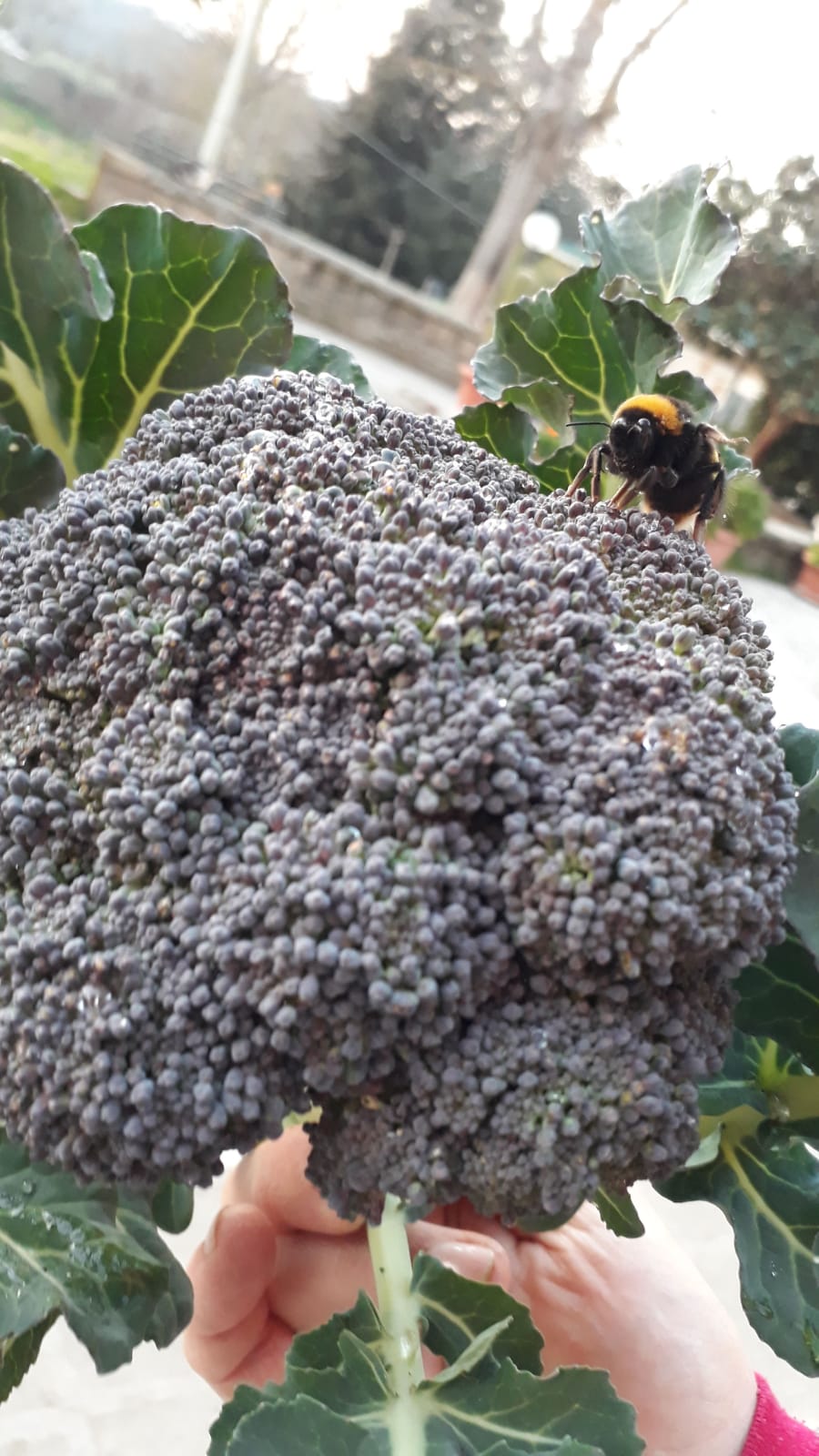 Broccolo siciliano e le nostre api