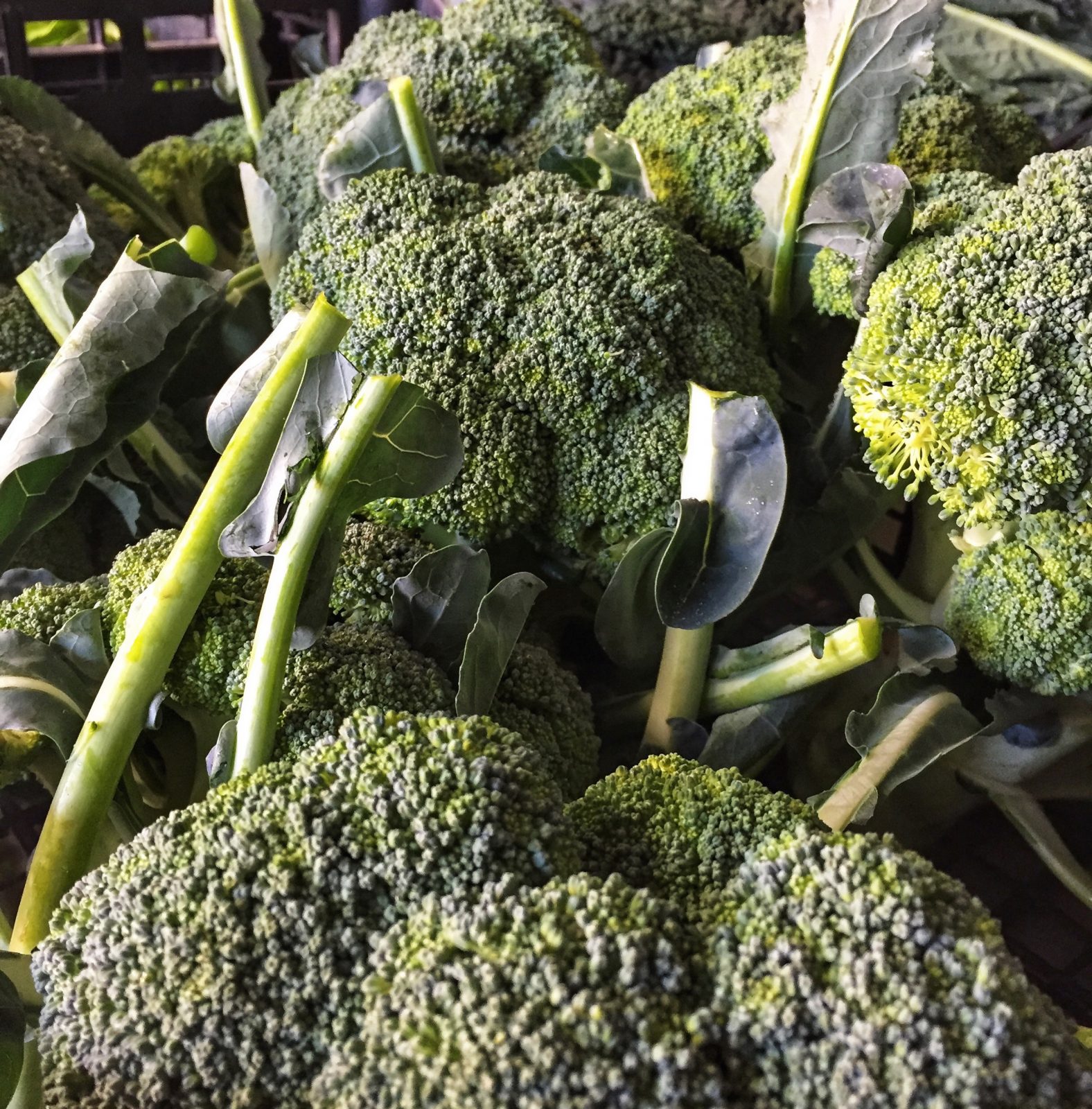 Broccolo Siciliano